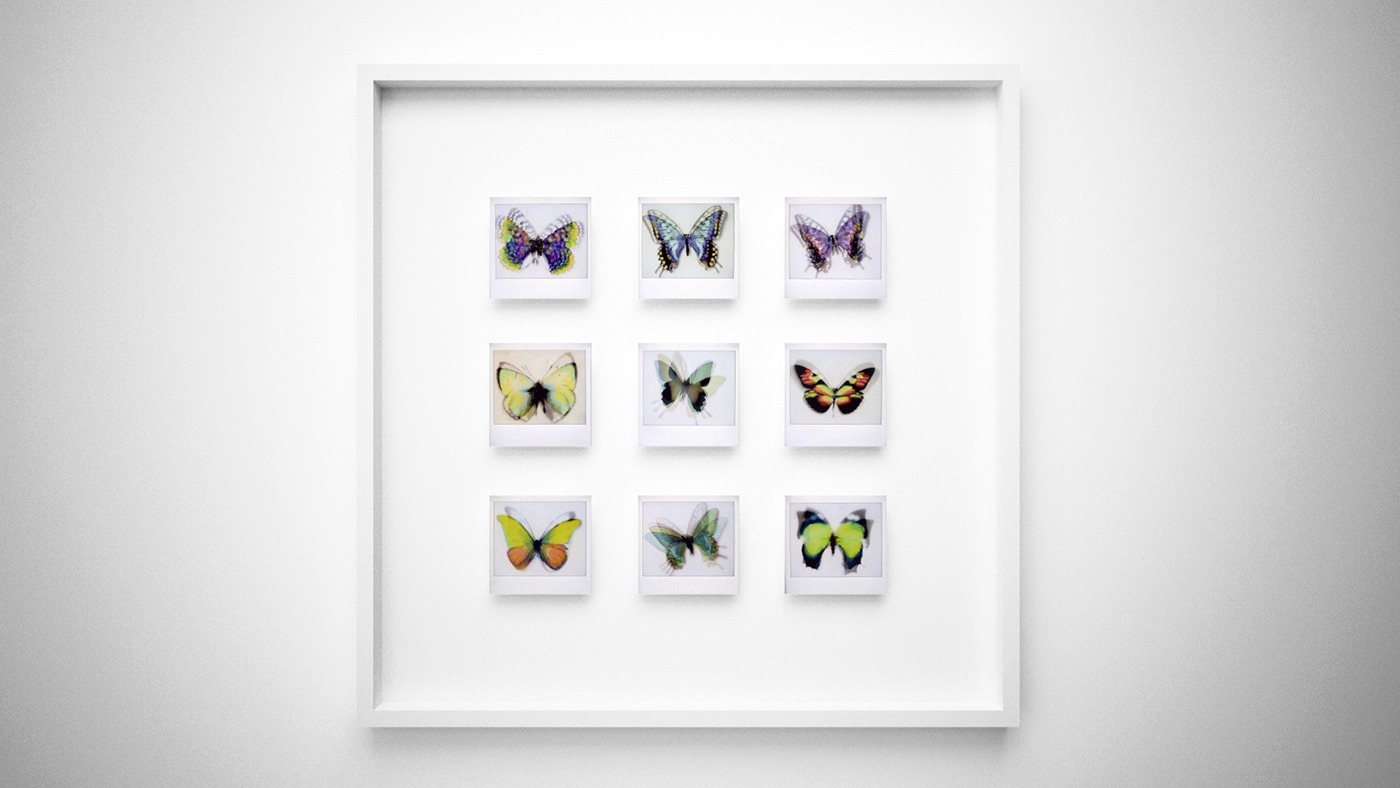 Butterfly collection