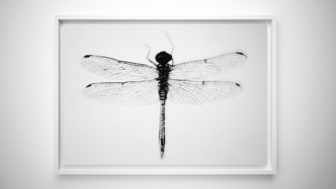 Insect collection