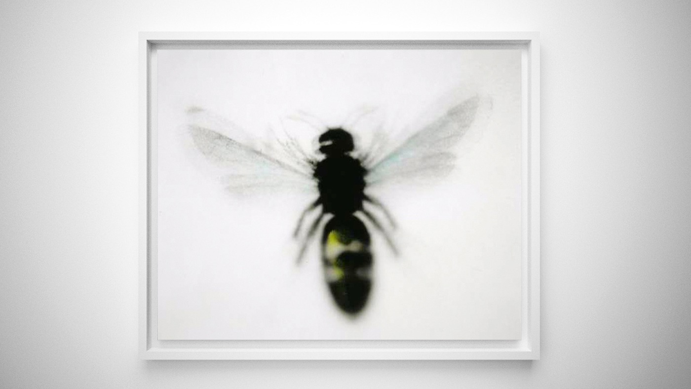 Insect collection